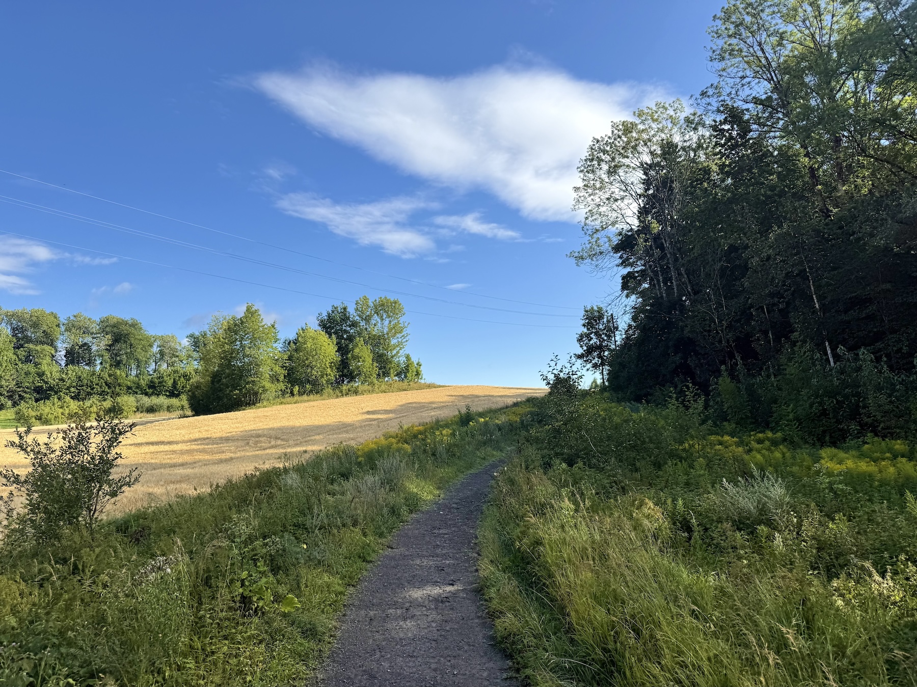 Turstier rundt stallen